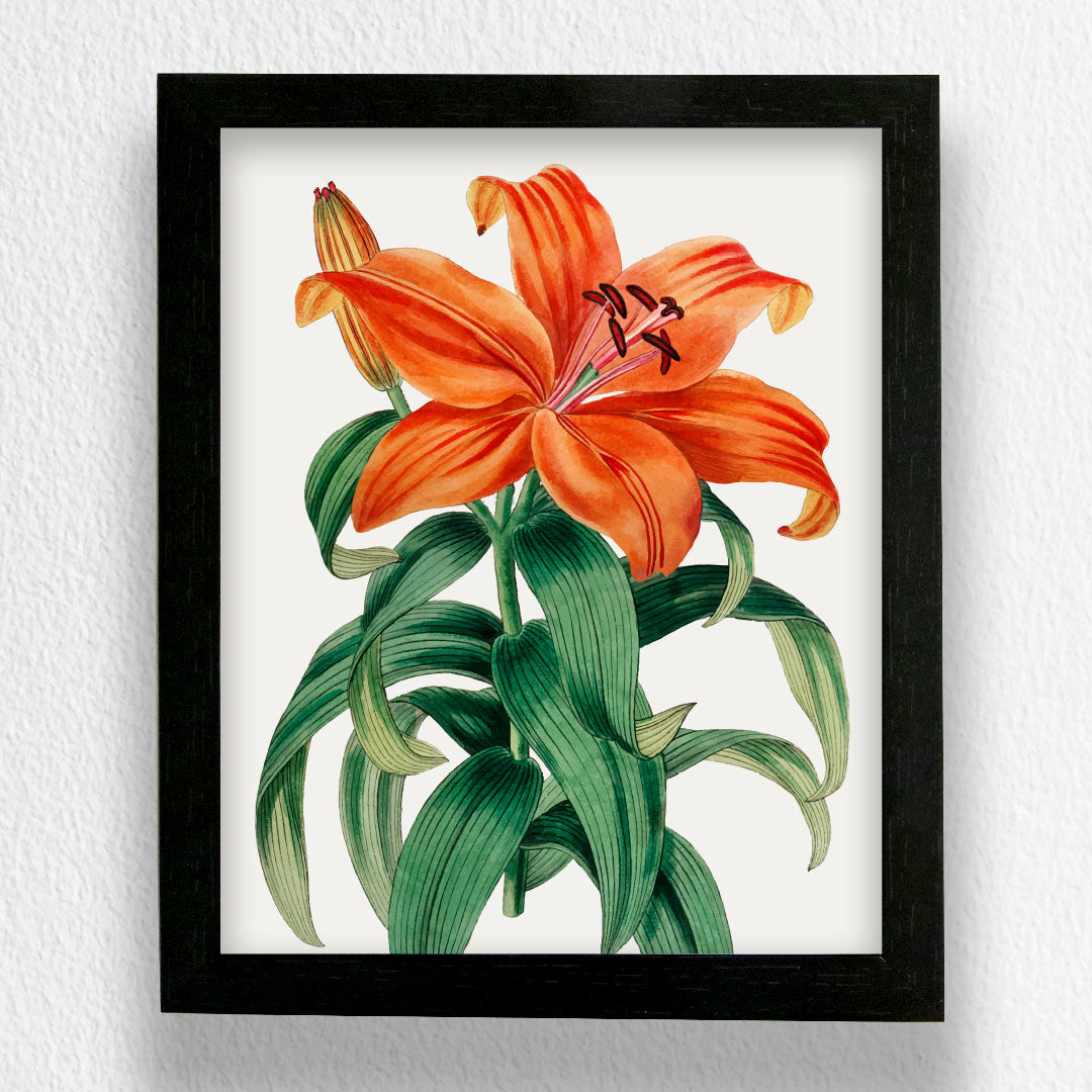 Orange Lily - Art Frame
